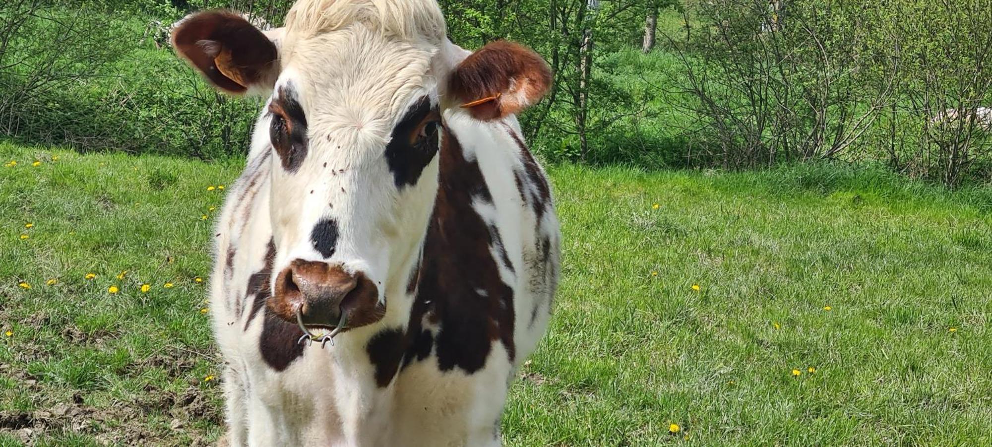 La Lande-de-LougeRoulotte A La Ferme Buissonniere别墅 外观 照片